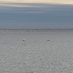 Deux baleines !