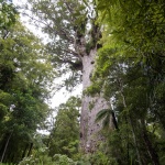 Tane Mahuta - Le plus grand kauri vivant