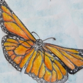 Papillon Monarque en plein vol