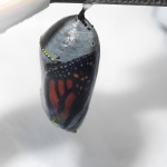 Papillon en préparation