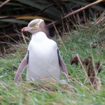 Yellow-eyed Penguin - Curio Bay