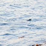Little blue penguin en pleine baignade