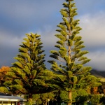 Christmas Northic Pine à Akaroa