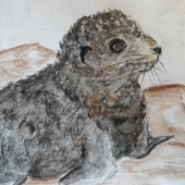 Baby fur seal