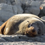 Encore un Fur Seal qui fait la sieste