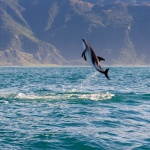 Accrobatie dolphine