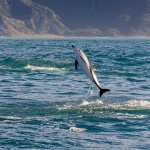 Dusky Dolphin en plein vol
