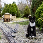 Train miniature ou chat géant ?