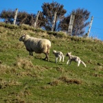 Bébés moutons