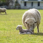 Bébé mouton et sa maman
