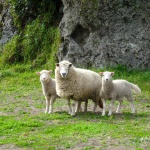 Maraehako sheep