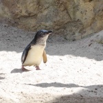 Little blue penguin