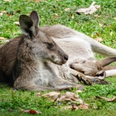 Kangourous à l&#039;heure de la sieste