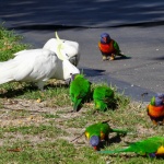 Cockatoo & Rainbow Parrots