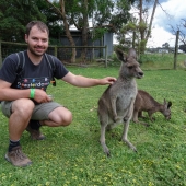 Dans l'enclos des kangourous