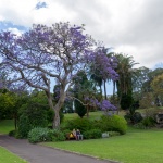 Jacaranda - Royal Botanical Garden