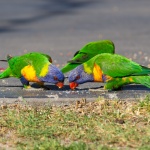 Rainbow Parrots