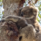 Maman et bébé koalas