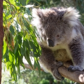 Koala en action!