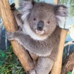 Kora le koala