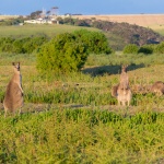 Kangourous dans la plaine