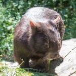 Florence le Wombat