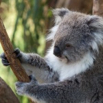 Encore un Koala