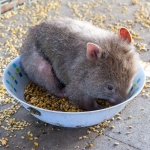 Bébé Wombat dans un bol