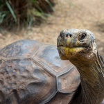 Hugo la tortue de Galapagos