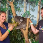 Avec Kora le koala