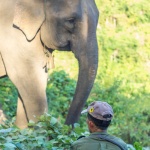 Protection d'éléphants